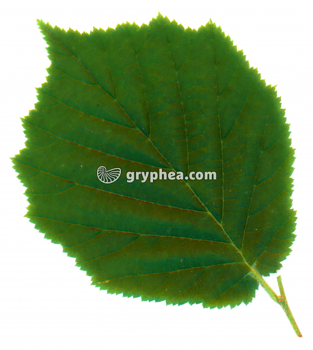  Noisetier - Feuille (Corylus avellana) - gryphea.org